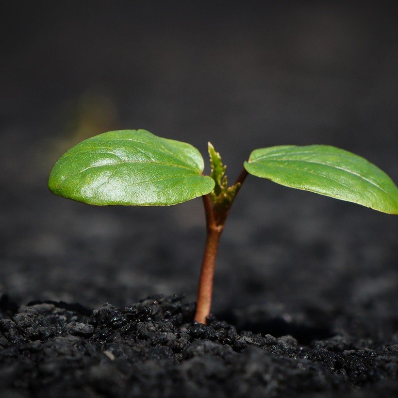 Broto de duas folhas verdes nascendo da terra